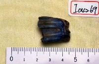 藏品(鹿右下第二臼齒)的圖片